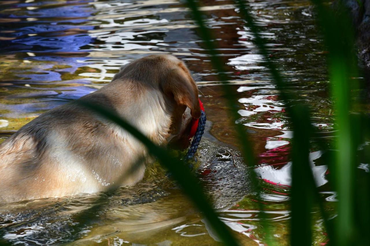 Naturforsthaus Ferienwohnung Fuer Hunde- Und Tierverbundene Menschen Preitenegg المظهر الخارجي الصورة